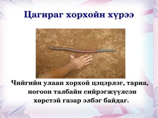 Цагираг хорхойн хүрээ Чийгийн улаан хорхой цэцэрлэг, тариа, ногоон талбайн сийрэгжүүлсэн хөрстэй газар элбэг байдаг.  