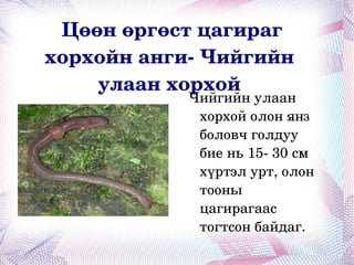 Цөөн өргөст цагираг хорхойн анги- Чийгийн улаан хорхой Чийгийн улаан хорхой олон янз боловч голдуу бие нь 15- 30 см хүртэл урт, олон тооны цагирагаас тогтсон байдаг. 