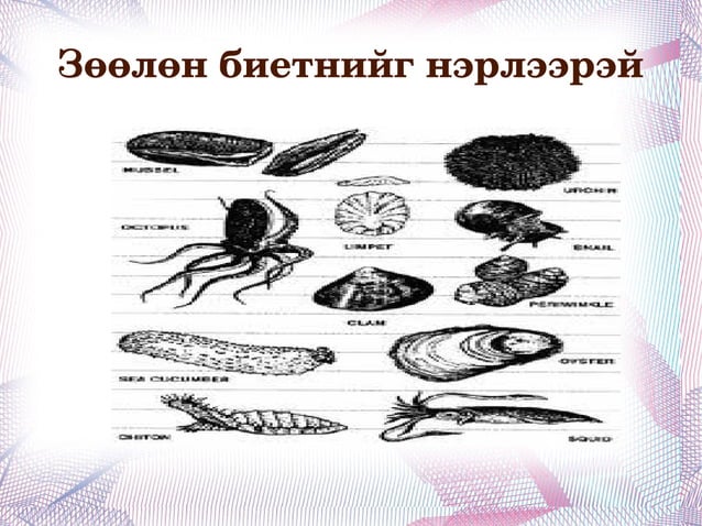 Daagii чийгийн улаан хорхой