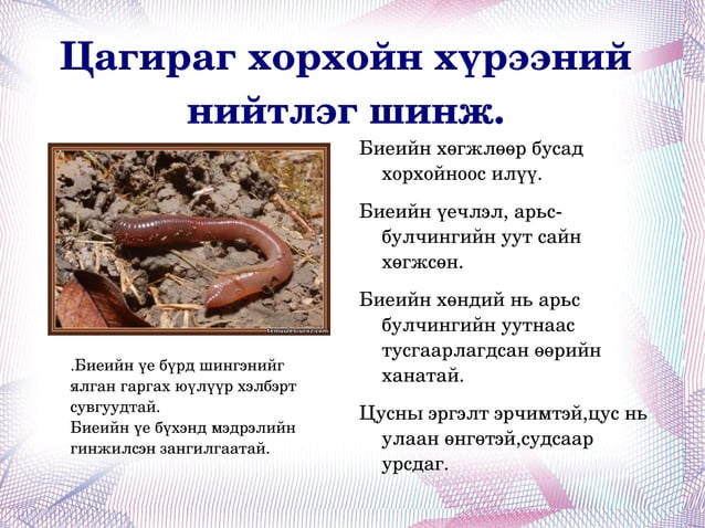 Daagii чийгийн улаан хорхой