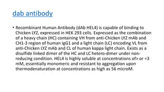 dab antibody
• Recombinant Human Antibody (dAb HEL4) is capable of binding to
Chicken LYZ, expressed in HEK 293 cells. Expressed as the combination
of a heavy chain (HC) containing VH from anti-Chicken LYZ mAb and
CH1-3 region of human IgG1 and a light chain (LC) encoding VL from
anti-Chicken LYZ mAb and CL of human kappa light chain. Exists as a
disulfide linked dimer of the HC and LC hetero-dimer under non-
reducing condition. HEL4 is highly soluble at concentrations of> or =3
mM, essentially monomeric and resistant to aggregation upon
thermodenaturation at concentrations as high as 56 microM.
 