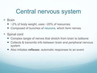 neuro-lecture 2 | PPTX