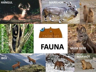 HANGULHIMALYANBEAR MARKHOR
IBEX
MUSK DEER
MARMOT
FAUNA
 