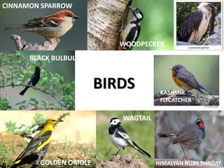 CINNAMON SPARROW
BLACK BULBUL
GOLDEN ORIOLE
WOODPECKER
WAGTAIL
HIMALYAN RUBY THROAT
KASHMIR
FLYCATCHER
BIRDS
 