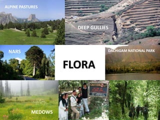 ALPINE PASTURES
DEEP GULLIES
MEDOWS
NARS DACHIGAM NATIONAL PARK
FLORA
 