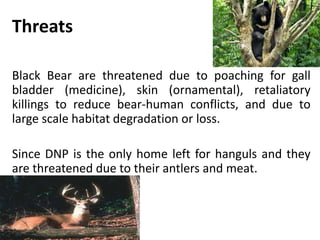Threats
Black Bear are threatened due to poaching for gall
bladder (medicine), skin (ornamental), retaliatory
killings to reduce bear-human conflicts, and due to
large scale habitat degradation or loss.
Since DNP is the only home left for hanguls and they
are threatened due to their antlers and meat.
 