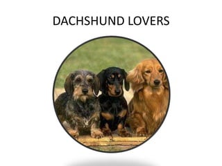 DACHSHUND LOVERS  