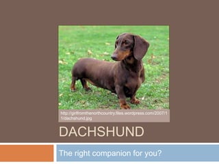 Dachshund The right companion for you? http://girlfromthenorthcountry.files.wordpress.com/2007/11/dachshund.jpg 