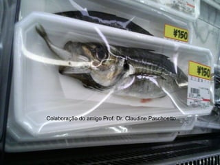 Colaboração do amigo Prof. Dr. Claudine Paschoetto
 