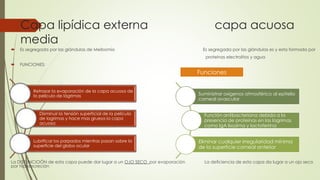 Capa lipídica externa capa acuosa
media
 Es segregada por las glándulas de Meibomio Es segregada por las glándulas es y esta formada por
proteínas electrolitos y agua
 FUNCIONES:
La DISFUNCIOÓN de esta capa puede dar lugar a un OJO SECO por evaporación La deficiencia de esta capa da lugar a un ojo seco
por hiposecreción
Retrasar la evaporación de la capa acuosa de
la película de lágrimas
Disminuir la tensión superficial de la película
de lagrimas y hace mas gruesa la capa
acuosa
Lubrificar los parpados mientras pasan sobre la
superficie del globo ocular
Funciones
Suministrar oxígenos atmosférico al epitelio
corneal avascular
Función antibacteriana debida a la
presencia de proteínas en las lagrimas
como IgA lisozima y lactoferrina
Eliminar cualquier irregularidad mínima
de la superficie corneal anterior
 