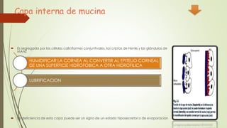 Capa interna de mucina
 Es segregada por las células caliciformes conjuntivales, las criptas de Henle y las glándulas de
MANZ
 La deficiencia de esta capa puede ser un signo de un estado hiposecretor o de evaporación
HUMIDIFICAR LA CORNEA AL CONVERTIR AL EPITELIO CORNEAL
DE UNA SUPERFICIE HIDROFOBICA A OTRA HIDROFILICA
LUBRIFICACION
 
