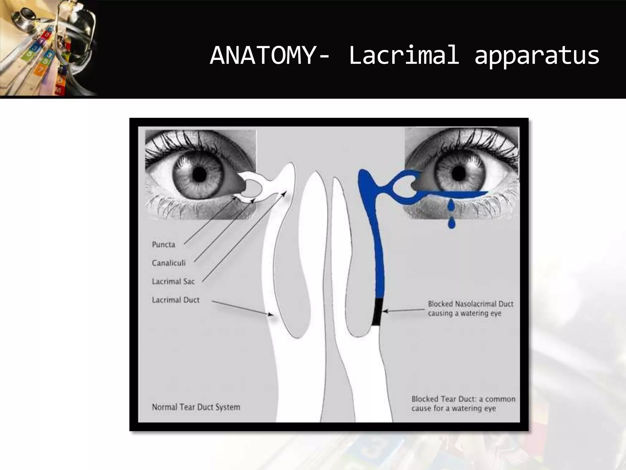 ANATOMY- Lacrimal apparatus