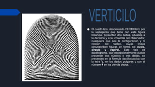 Vertificilo dactiloscopia-150717165549-lva1-app6891.pptx