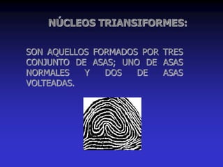SON AQUELLOS FORMADOS POR TRES
CONJUNTO DE ASAS; UNO DE ASAS
NORMALES Y DOS DE ASAS
VOLTEADAS.
NÚCLEOS TRIANSIFORMES:
 