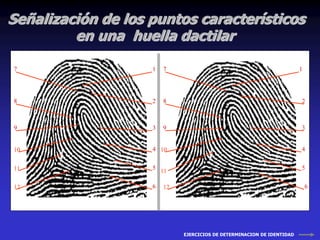 1
2
3
4
5
6
7
8
9
1
2
3
4
5
6
7
8
9
10
11
12
10
11
12
Señalización de los puntos característicos
en una huella dactilar
EJERCICIOS DE DETERMINACION DE IDENTIDAD
 