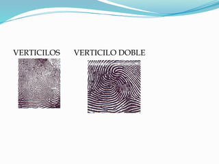 Vertificilo Presentacion sobre la dactiloscopia.pdf. | PDF
