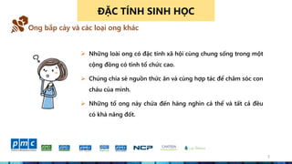 2
ĐẶC TÍNH SINH HỌC
Ong bắp cày và các loại ong khác
 Những loài ong có đặc tính xã hội cùng chung sống trong một
cộng đồng có tính tổ chức cao.
 Chúng chia sẻ nguồn thức ăn và cùng hợp tác để chăm sóc con
cháu của mình.
 Những tổ ong này chứa đến hàng nghìn cá thể và tất cả đều
có khả năng đốt.
 