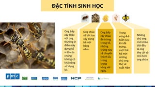 3
ĐẶC TÍNH SINH HỌC
Ong bắp
cày khác
với ong
thường ở
điểm xây
dựng tổ
vì tổ của
chúng
không có
khả năng
sử dụng
lại.
Ong chúa
sẽ bắt tay
xây dựng
tổ mới
hàng
năm.
Ong bắp
cày chúa
đẻ trừng
trong tổ,
những
trứng này
sẽ chuyển
thành ấu
trùng
trong
vòng vài
ngày.
Trong
vòng 4-6
tuần sau
khi đẻ
trứng,
một thế
hệ mới
những
chú ong
thợ sẽ
xuất hiện
Những
chú ong
mới chào
đời đều
là ong
thợ cái và
nhỏ hơn
ong chúa
 
