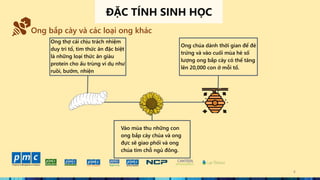 4
ĐẶC TÍNH SINH HỌC
Ong bắp cày và các loại ong khác
Ong thợ cái chịu trách nhiệm
duy trì tổ, tìm thức ăn đặc biệt
là những loại thức ăn giàu
protein cho ấu trùng ví dụ như
ruồi, bướm, nhiện
Ong chúa dành thời gian để đẻ
trứng và vào cuối mùa hè số
lượng ong bắp cày có thể tăng
lên 20,000 con ở mỗi tổ.
Vào mùa thu những con
ong bắp cày chúa và ong
đực sẽ giao phối và ong
chúa tìm chỗ ngủ đông.
 