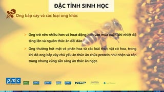 5
Ong bắp cày và các loại ong khác
 Ong trở nên nhiều hơn và hoạt động hơn vào mùa xuân khi nhiệt độ
tăng lên và nguồn thức ăn dồi dào.
 Ong thường hút mật và phấn hoa từ các loài thực vật có hoa, trong
khi đó ong bắp cày chủ yếu ăn thức ăn chứa protein như nhện và côn
trùng nhưng cũng sẵn sàng ăn thức ăn ngọt.
ĐẶC TÍNH SINH HỌC
 