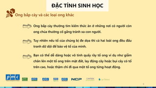 6
Ong bắp cày và các loại ong khác
Ong bắp cày thường tìm kiếm thức ăn ở những nơi có người còn
ong chúa thường cố gắng tránh xa con người.
Tuy nhiên nếu tổ của chúng bị đe dọa thì cả hai loài ong đều đấu
tranh dữ dội để bảo vệ tổ của mình.
Bạn có thể dễ dàng hoặc vô tình quấy rầy tổ ong ví dụ như giẫm
chân lên một tổ ong trên mặt đất, lay động cây hoặc bụi cây có tổ
trên cao, hoặc thậm chí đi qua một tổ ong từng hoạt động.
ĐẶC TÍNH SINH HỌC
 