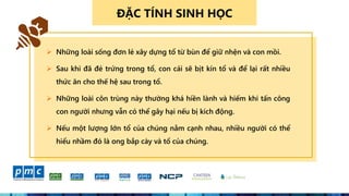 ĐẶC TÍNH SINH HỌC
 Những loài sống đơn lẻ xây dựng tổ từ bùn để giữ nhện và con mồi.
 Sau khi đã đẻ trứng trong tổ, con cái sẽ bịt kín tổ và để lại rất nhiều
thức ăn cho thế hệ sau trong tổ.
 Những loài côn trùng này thường khá hiền lành và hiếm khi tấn công
con người nhưng vẫn có thể gây hại nếu bị kích động.
 Nếu một lượng lớn tổ của chúng nằm cạnh nhau, nhiều người có thể
hiểu nhầm đó là ong bắp cày và tổ của chúng.
 