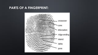 Dactylography is the study of fingerprints in human | PPTX