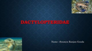 DACTYLOPTERIDAE
Name –Soumya Ranjan Gouda
 