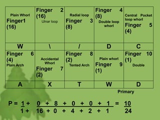 Plain Whorl
Finger1
(16)
Finger 2
(16)
Ulnar loop
Radial loop
Finger 3
(8)
Finger 4
(8)
Double loop
whorl
Central Pocket
loop whorl
Finger 5
(4)
W  / D C
Finger 6
(4)
Plain Arch
Accidental
Whorl
Finger 7
(2)
Finger 8
(2)
Tented Arch
Plain whorl
Finger 9
(1)
Finger 10
(1)
Double
A X T W D
Primary
P = 1 + 0 + 8 + 0 + 0 + 1 = 10
1 + 16 + 0 + 4 + 2 + 1 24
 