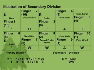 U
Ulnar
Finger1
(16)
Finger 2
(16)
Double Whorl
R
Radial
Finger 3
(8)
Finger 4
(8)
Plain Arch
Tented Arch
Finger 5
(4)
 D / A T
Finger 6
(4)
R
Radial
Plain Whorl
Finger 7
(2)
Finger 8
(2)
Central Pocket
Whorl
Plain Arch
Finger 9
(1)
Finger 10
(1)
Plain Whorl
 W W A W
Illustration of Secondary Division
Primary Division Secondary Division
P= 1 + 16 + 0 + 0 + 2 + 1 = 20 S = Drat
1 0 + 0 + 0 + 2 + 0 3 rWa
 