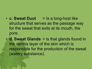 • c. Sweat Duct = Is a long-host like
structure that serves as the passage way
for the sweat that exits at its mouth, the
pore.
• d. Sweat Glands = is that glands found in
the dermis layer of the skin which is
responsible for the production of the sweat
(watery substance).
 