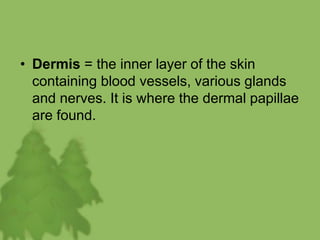 • Dermis = the inner layer of the skin
containing blood vessels, various glands
and nerves. It is where the dermal papillae
are found.
 