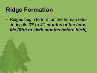Ridge Formation
• Ridges begin to form on the human fetus
during its 3rd to 4th months of the fetus
life (fifth to sixth months before birth).
 