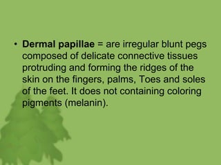 • Dermal papillae = are irregular blunt pegs
composed of delicate connective tissues
protruding and forming the ridges of the
skin on the fingers, palms, Toes and soles
of the feet. It does not containing coloring
pigments (melanin).
 