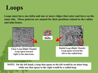Loops
Loops must have one delta and one or more ridges that enter and leave on the
same side. These patterns are named for their positions related to the radius
and ulna bones.
Delta
Ulnar Loop (Right Thumb)
Loop opens toward
right or the ulna bone.
Radial Loop (Right Thumb)
Loop opens toward the
left or the radial bone.
NOTE: On the left hand, a loop that opens to the left would be an ulnar loop,
while one that opens to the right would be a radial loop.
 
