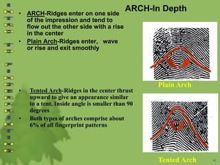 ARCH-In Depth
• ARCH-Ridges enter on one side
of the impression and tend to
flow out the other side with a rise
in the center
• Plain Arch-Ridges enter, wave
or rise and exit smoothly
• Tented Arch-Ridges in the center thrust
upward to give an appearance similar
to a tent. Inside angle is smaller than 90
degrees
• Both types of arches comprise about
6% of all fingerprint patterns
42
Plain Arch
Tented Arch
 