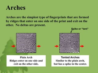 Arches
Arches are the simplest type of fingerprints that are formed
by ridges that enter on one side of the print and exit on the
other. No deltas are present.
Plain Arch
Ridges enter on one side and
exit on the other side.
Tented Arches
Similar to the plain arch,
but has a spike in the center.
Spike or “tent”
 
