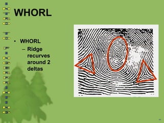 WHORL
• WHORL
– Ridge
recurves
around 2
deltas
44
 