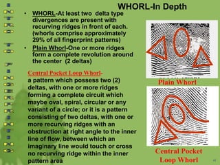 WHORL-In Depth
• WHORL-At least two delta type
divergences are present with
recurving ridges in front of each.
(whorls comprise approximately
29% of all fingerprint patterns)
• Plain Whorl-One or more ridges
form a complete revolution around
the center (2 deltas)
Central Pocket Loop Whorl-
a pattern which possess two (2)
deltas, with one or more ridges
forming a complete circuit which
maybe oval, spiral, circular or any
variant of a circle; or it is a pattern
consisting of two deltas, with one or
more recurving ridges with an
obstruction at right angle to the inner
line of flow, between which an
imaginary line would touch or cross
no recurving ridge within the inner
pattern area 45
Plain Whorl
Central Pocket
Loop Whorl
 