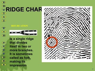 RIDGE CHARACTERISTICS
BIFURCATION
49
Is a single ridge
that divides
itself in two or
more branches.
It is sometimes
called as fork,
making its
impression
 