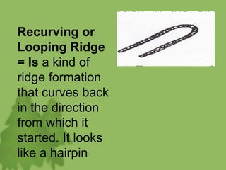 Recurving or
Looping Ridge
= Is a kind of
ridge formation
that curves back
in the direction
from which it
started. It looks
like a hairpin
 