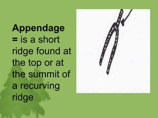 Appendage
= is a short
ridge found at
the top or at
the summit of
a recurving
ridge
 