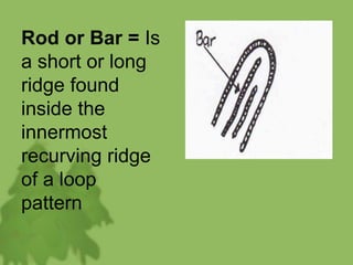 Rod or Bar = Is
a short or long
ridge found
inside the
innermost
recurving ridge
of a loop
pattern
 