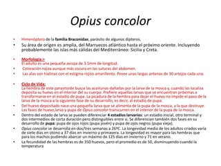 Opius concolorHimenópterode la familia Braconidae, parásito de algunos dípteros. Su área de origen es amplia, del Marruecos atlántico hasta el próximo oriente. Incluyendo probablemente las islas más cálidas del Mediterráneo: Sicilia y Creta.Morfología:>El adulto es una pequeña avispa de 3.5mm de longitud. Coloración rojiza aunque más oscura en las suturas del abdomen.Las alas son hialinas con el estigma rojizo amarillento. Posee unas largas antenas de 30 artejos cada una. Ciclo de Vida:La hembra de este parasitoide busca las aceitunas dañadas por la larva de la mosca y, cuando las localiza deposita su huevo en el interior del su cuerpo. Prefiere aquellas larvas que se encuentran próximas a transformarse en el estadio de pupa. La picadura de la hembra para dejar el huevo no impide el paso de la larva de la mosca a la siguiente fase de su desarrollo, es decir, al estadio de pupa. Del huevo depositado nace una pequeña larva que se alimenta de la pupa de la mosca, a la que destruye. Las fases de huevo,larva y pupa de Opius concolor transcurren en el interior de la pupa de la mosca. Dentro del estado de larva se pueden diferenciar 4 estadíos larvarios: un estadio inicial, otro terminal y dos intermedios de corta duración pero distinguibles entre si. Se diferencian también dos fases en su desarrollo de pupa: pupa de ojos rojos (pupa jovén) y pupa de ojos negros (pupa vieja). Opius concolor se desarrolla en dos/tres semanas a 26ºC. La longevidad media de los adultos criados varía de siete días en otono a 37 días en invierno y primavera. La longevidad es mayor para las hembras que para los machos pudiendo abarcar un máximo de 125 días en invierno y 71 en verano. La fecundidad de las hembras es de 350 huevos, pero el promedio es de 50, disminuyendo cuando la temperatura 