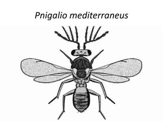Pnigalio mediterraneus