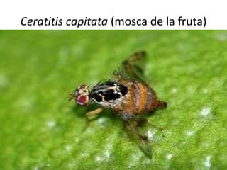 Ceratitis capitata (mosca de la fruta)