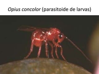 Opius concolor (parasitoide de larvas)