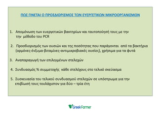 ΠΩΣ ΓΙΝΕΤΑΙ Ο ΠΡΟΣΔΙΟΡΙΣΜΟΣ ΤΩΝ ΕΥΕΡΓΕΤΙΚΩΝ ΜΙΚΡΟΟΡΓΑΝΙΣΜΩΝ
1. Απομόνωση των ευεργετικών βακτηρίων και ταυτοποίησή τους με την
την μέθοδο του PCR
2. Προσδιορισμός των ουσιών και της ποσότητας που παράγονται από τα βακτήρια
(ορμόνες-ένζυμα-βιταμίνες-αντιμικροβιακές ουσίες), χρήσιμα για τα φυτά
3. Αναπαραγωγή των επιλεγμένων στελεχών
4. Συνδυασμός % συμμετοχής κάθε στελέχους στο τελικό σκεύασμα
5. Συσκευασία του τελικού συνδυασμού στελεχών σε υπόστρωμα για την
επιβίωσή τους τουλάχιστον για δύο – τρία έτη
 