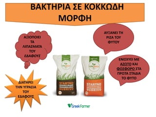 ΑΞΙΟΠΟΙΕΙ
ΤΑ
ΛΙΠΑΣΜΑΤΑ
ΤΟΥ
ΕΔΑΦΟΥΣ
ΑΥΞΑΝΕΙ ΤΗ
ΡΙΖΑ ΤΟΥ
ΦΥΤΟΥ
ΔΙΑΤΗΡΕΙ
ΤΗΝ ΥΓΡΑΣΙΑ
ΤΟΥ
ΕΔΑΦΟΥΣ
ΒΑΚΤΗΡΙΑ ΣΕ ΚΟΚΚΩΔΗ
ΜΟΡΦΗ
ΕΝΙΣΧΥΕΙ ΜΕ
ΑΖΩΤΟ ΚΑΙ
ΦΩΣΦΟΡΟ ΣΤΑ
ΠΡΩΤΑ ΣΤΑΔΙΑ
ΤΟ ΦΥΤΟ
 