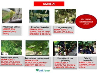 Φούσκωμα ματιών
UNIKER 5l/ha
ψεκασμός στις
σειρές.
Εναρξη ανθοφορίας
ERWIX 0,25%+
SLAVOL VVL 0,5 l/στρ+
ENERGEN B 25 ml/στρ
Τέλος ανθοφορίας
ERWIX 0,25% +
SLAVOL VVL 0,5l/στρ
Σχηματισμός ρόγας
ERWIX 0,25% +
SLAVOL VVL 0,5l/στρ
KARPO 300-500 ml/στρ
Στο κλείσιμο του τσαμπιού
ERWIX 0,25%+
SLAVOL VVL 0,5ml/στρ +
UNISTART 300 ml/στρ
Στην αλλαγή του
χρώματος
ERWIX 0,25% +
SLAVOL VVL 0,5ml/στρ
+ AMIKSOL 200 ml/στρ
Πρίν την
συγκομιδή
ERWIX 0,25% +
AMIKSOL 200-300
ml/στρ
ΑΜΠΕΛΙ
ΔΕΝ ΥΠΑΡΧΕΙ
ΥΠΟΛΛΕΙΜΑΤΙΚΗ
ΔΡΑΣΗ
 